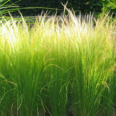 Pony Tails Grass - 3 Plants - 3 Decorative Stipa Feather Grass for The Garden - Stipa Tenuissima - 4