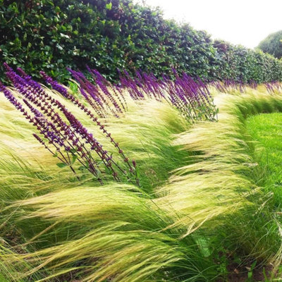 Pony Tails Grass - 3 Plants - 3 Decorative Stipa Feather Grass for The Garden - Stipa Tenuissima - 5