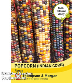 Popcorn Fiesta 1 Seed Packet (40 Seeds)