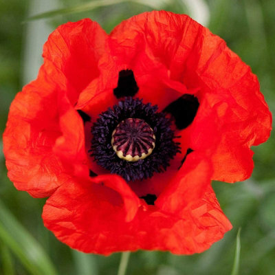 Poppy 'Bonfire' - Papaver in 1L Pot - Established Plant Ready to Grow