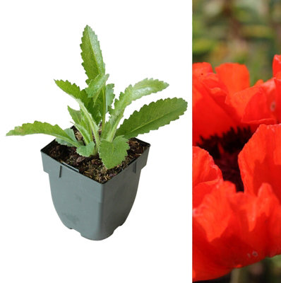 Poppy 'Bonfire' - Papaver in 1L Pot - Established Plant Ready to Grow