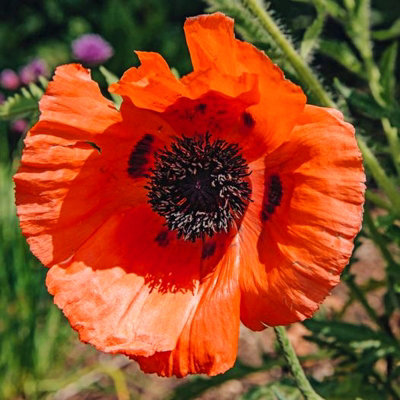 Poppy 'Bonfire' - Papaver in 1L Pot - Established Plant Ready to Grow - 3