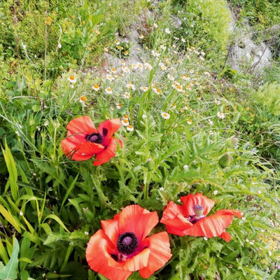 Poppy 'Bonfire' - Papaver in 1L Pot - Established Plant Ready to Grow - 4