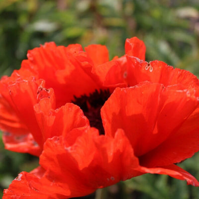 Poppy 'Bonfire' - Papaver in 1L Pot - Established Plant Ready to Grow - 5