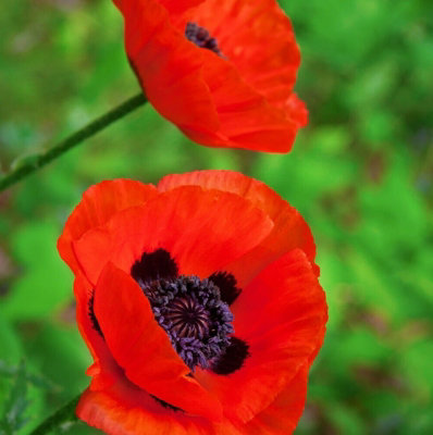 Poppy 'Eye Catcher' - Papaver in 1L Pot - Established Plant Ready to Grow