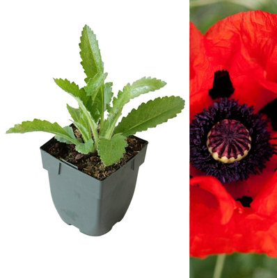 Poppy 'Eye Catcher' - Papaver in 1L Pot - Established Plant Ready to Grow