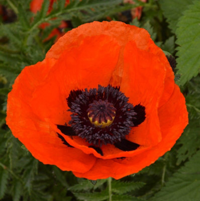 Poppy 'Eye Catcher' - Papaver in 1L Pot - Established Plant Ready to Grow - 3