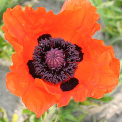 Poppy 'Eye Catcher' - Papaver in 1L Pot - Established Plant Ready to Grow - 4