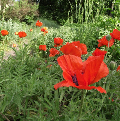 Poppy 'Eye Catcher' - Papaver in 1L Pot - Established Plant Ready to Grow - 5