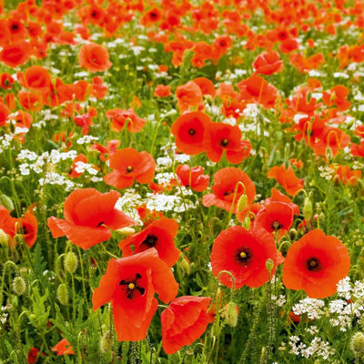 Poppy Field Poppy (Rhoeas) 1 Seed Packet (2800 Seeds)
