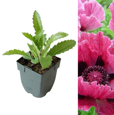 Poppy 'Harlem' - Papaver in 1L Pot - Established Plant Ready to Grow