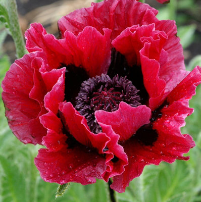 Poppy 'Harlem' - Papaver in 1L Pot - Established Plant Ready to Grow - 3