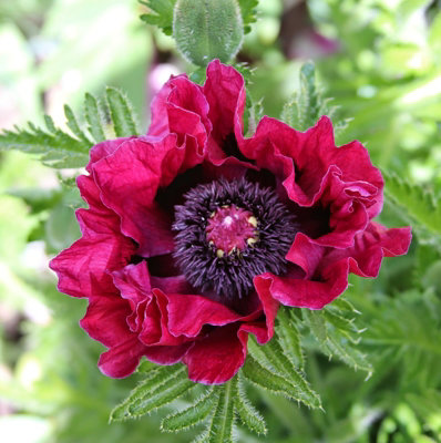 Poppy 'Harlem' - Papaver in 1L Pot - Established Plant Ready to Grow - 5