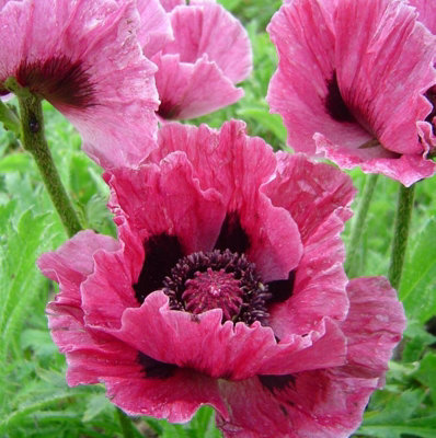 Poppy 'Harlem' - Papaver in 1L Pot - Established Plant Ready to Grow - 6