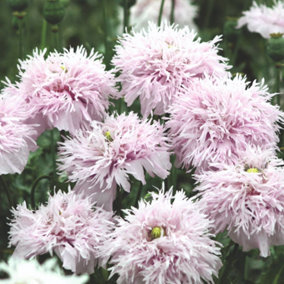 Poppy Lilac Pompom 1 Seed Packet (900 Seeds)