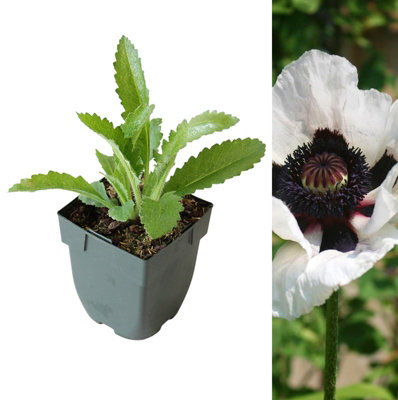 Poppy 'Perry's White' - Papaver in 1L Pot - Established Plant Ready to Grow