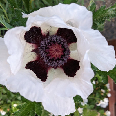 Poppy 'Perry's White' - Papaver in 1L Pot - Established Plant Ready to Grow - 3