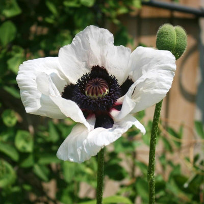 Poppy 'Perry's White' - Papaver in 1L Pot - Established Plant Ready to Grow - 4