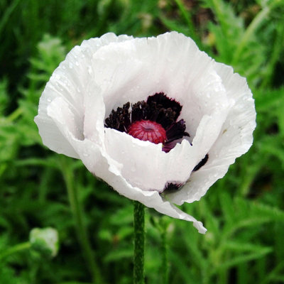 Poppy 'Perry's White' - Papaver in 1L Pot - Established Plant Ready to Grow