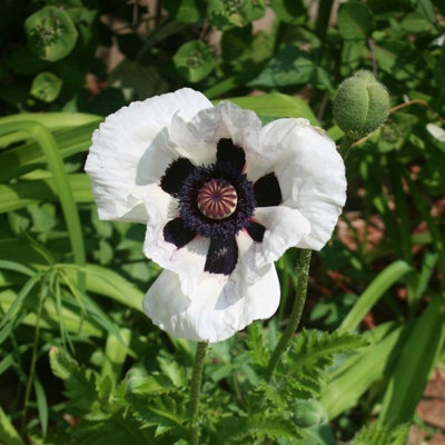 Poppy 'Perry's White' - Papaver in 1L Pot - Established Plant Ready to Grow - 6