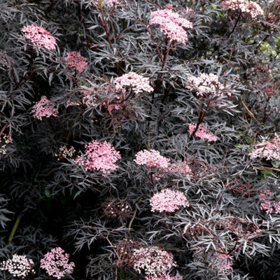 Porphyrophylla Eva Black Elder Shrub Plant Sambucus Nigra 2L Pot