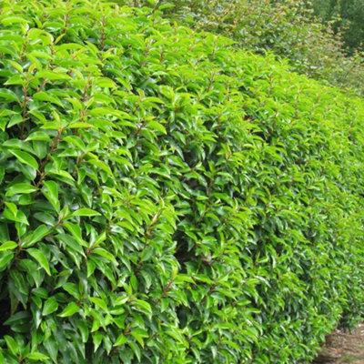 Portuguese Laurel 1.5m Height Evergreen Instant Hedge Pack of 8