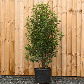 Portuguese Laurel 1m Height Evergreen Instant Hedge Pack of 14