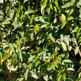 Portuguese Laurel Standard Tree Established Plant in 19cm Pot