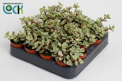 succulent sempervivum plants Sempervivum 'Jeanne d'Arc'  Cistus Nursery