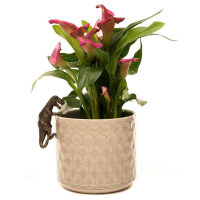 Pot Buddies Plant Pot Ornament - Dinosaur T-Rex