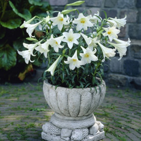 Pot Longiflorum Lily 'White Heaven' - 10 bulbs size 10/12
