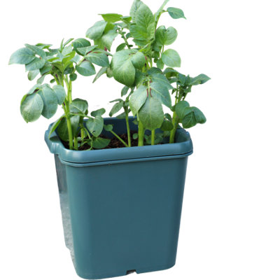 Potato Gro-Pot Patio Vegetable Patio Planter - Single