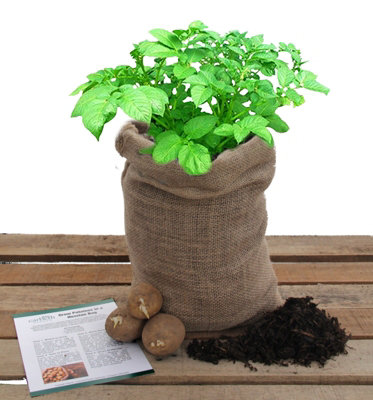 Potato Growing Kit - With Soil, Seed Potatoes & Growing Bag - Beginner Friendly