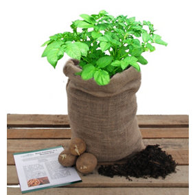 Potato Growing Kit - With Soil, Seed Potatoes & Growing Bag - Beginner Friendly