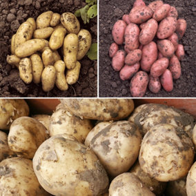 Potato Growing Selection, Grow Your Own Potatoes - 3 Seed Varieties and 3 x Growing Pod Bags