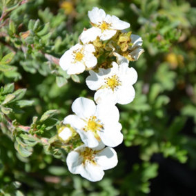 Potentilla Bella Bianca Garden Plant - Pure White Blooms, Compact Growth, Hardy Plant (20-30cm Height Including Pot)