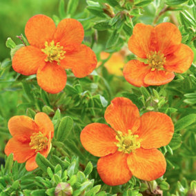 Potentilla Bella Sol Garden Plant - Striking Orange Blooms, Compact Size (10-30cm Height Including Pot)