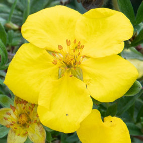 Potentilla fruticosa Goldstar in a 9cm Pot