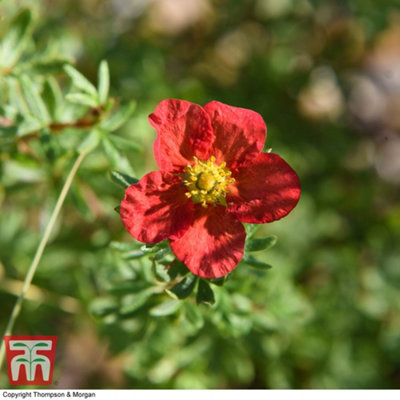 Potentilla fruticosa Marian Red Robin 9cm Pot x 1