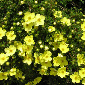 Potentilla Gold Star Garden Plant - Yellow Flowers, Compact Size, Hardy (15-30cm Height Including Pot)