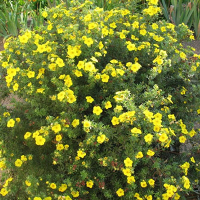 Potentilla Goldfinger Garden Plant - Yellow Flowers, Compact Size ...