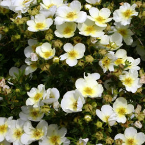 Potentilla Limelight Garden Plant - White and Yellow Flowers, Compact Size, Hardy (15-30cm Height Including Pot)