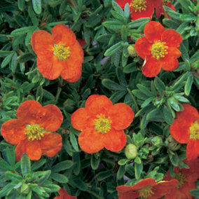Potentilla Red Ace Garden Plant - Red Flowers, Compact Size, Hardy (15-30cm Height Including Pot)