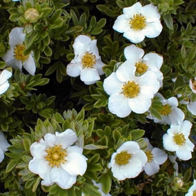 Potentilla Tilford Cream Garden Plant - Creamy White Flowers, Compact Size, Hardy (15-30cm Height Including Pot)