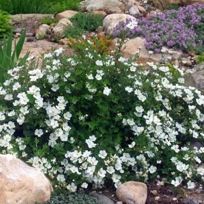Potentilla Tilford Cream Garden Plant - Creamy White Flowers, Compact Size, Hardy (15-30cm Height Including Pot)