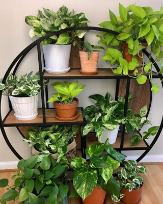 Pothos Collection - 4 Plant Mix - House Plant Collection 10cm Pot Size - 3