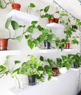 Pothos Collection - 4 Plant Mix - House Plant Collection 10cm Pot Size - 4