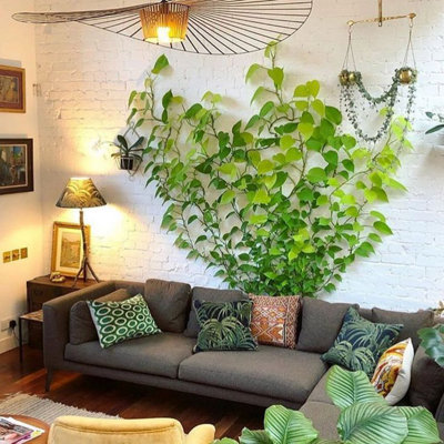 Pothos Collection - 4 Plant Mix - House Plant Collection 10cm Pot Size - 5