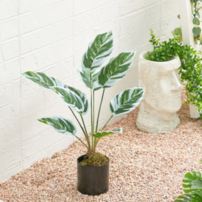 Potted Fake Plants Artificial Calathea White Fusion for Home Decoration 545 mm