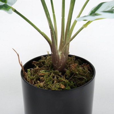 Potted Fake Plants Artificial Calathea White Fusion for Home Decoration  545mm (H)